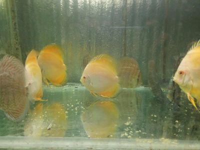 觀賞魚黃金貓能長多大（觀賞魚黃金貓魚的生長大小受到多種因素影響） 觀賞魚黃金貓能長多大（觀賞魚黃金貓魚的生長大小受到多種因素影響） 和興紅龍 第1張