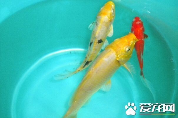 觀賞魚黃金貓能長多大（觀賞魚黃金貓魚的生長大小受到多種因素影響） 觀賞魚黃金貓能長多大（觀賞魚黃金貓魚的生長大小受到多種因素影響） 和興紅龍 第3張