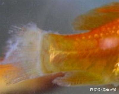 觀賞魚水霉病的治療方法(如何治療觀賞魚水霉病) 則道紅龍 第1張 觀賞魚水霉病的治療方法(如何治療觀賞魚水霉病) 觀賞魚水霉病的治療方法(如何治療觀賞魚水霉病) 則道紅龍 第1張