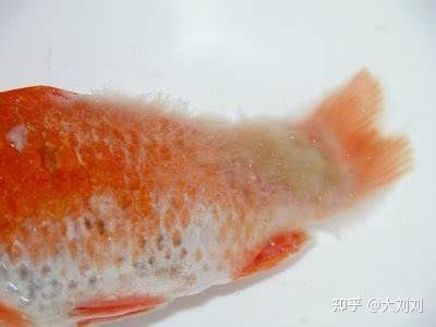 觀賞魚水霉病的治療方法（如何治療觀賞魚水霉病） 觀賞魚水霉病的治療方法（如何治療觀賞魚水霉病） 則道紅龍 第3張