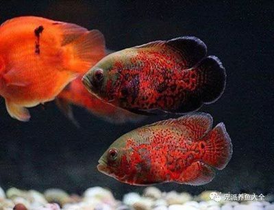 觀賞魚水霉病的治療方法(如何治療觀賞魚水霉病) 則道紅龍 第4張 觀賞魚水霉病的治療方法(如何治療觀賞魚水霉病) 觀賞魚水霉病的治療方法(如何治療觀賞魚水霉病) 則道紅龍 第4張