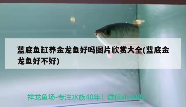 小過背金龍魚好養(yǎng)嗎圖片及價格:養(yǎng)殖小過背金龍魚的一些要點 金龍魚百科 第3張 小過背金龍魚好養(yǎng)嗎圖片及價格:養(yǎng)殖小過背金龍魚的一些要點 小過背金龍魚好養(yǎng)嗎圖片及價格:養(yǎng)殖小過背金龍魚的一些要點 金龍魚百科 第3張