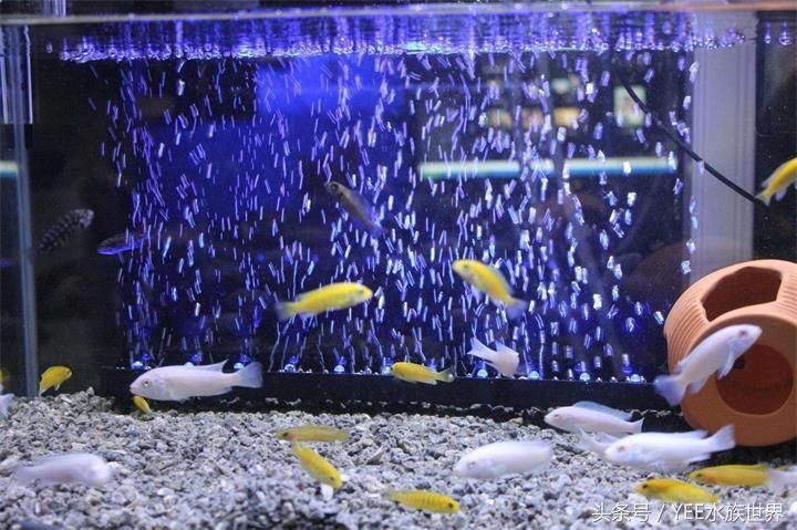 yee意牌水族官網(wǎng)：yee意牌/yee意牌/yee意牌水族官網(wǎng)