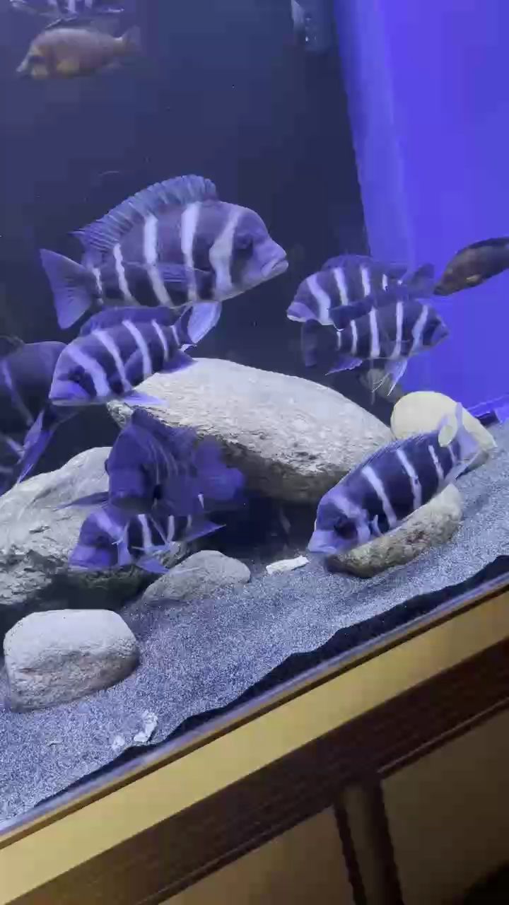 驚蟄 驚蟄 龍魚論壇