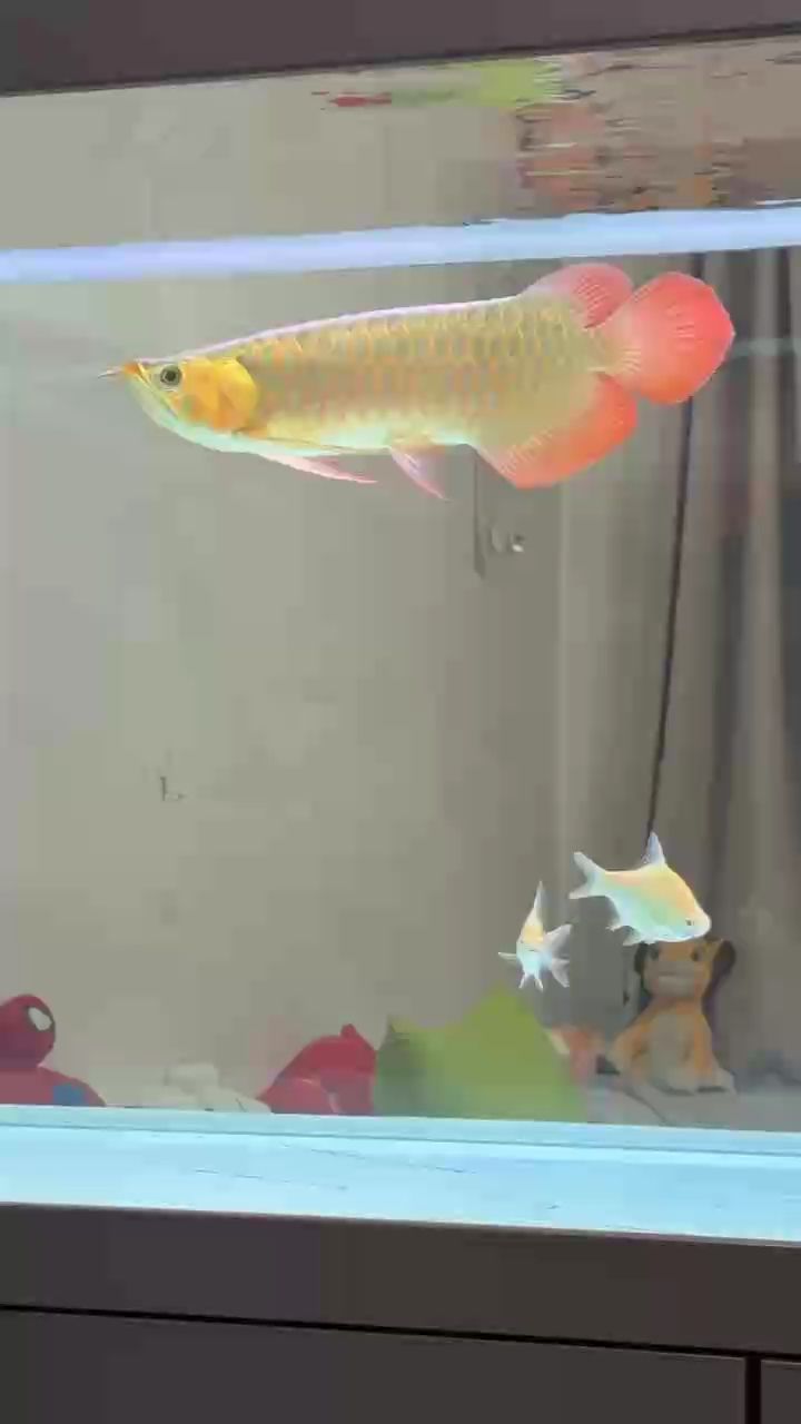 新寵順利入缸 入缸大吉 龍魚論壇 第1張 新寵順利入缸 入缸大吉 新寵順利入缸 入缸大吉 龍魚論壇 第1張