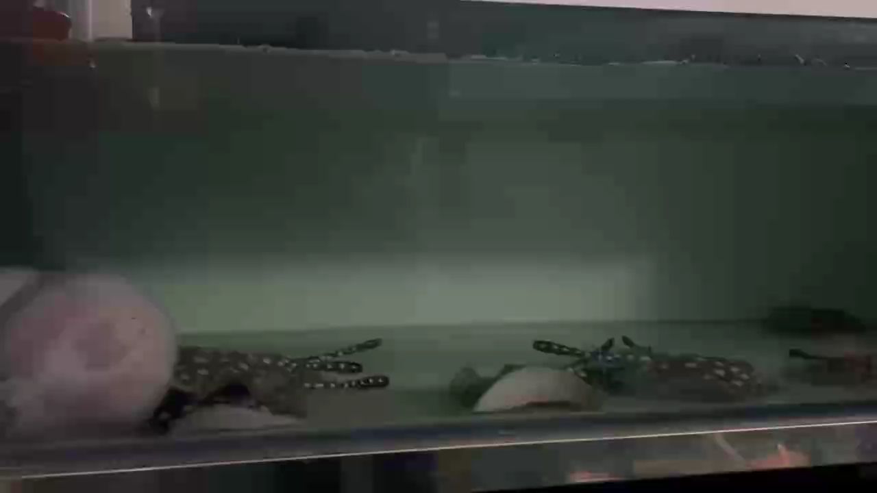 第二餐開始