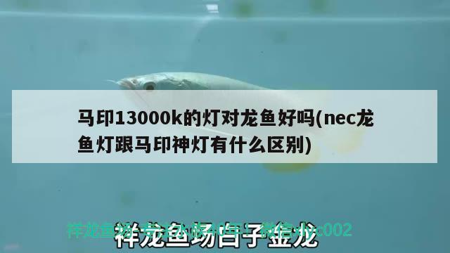 元寶鳳凰魚(yú)價(jià)格：元寶鳳凰魚(yú)，祥龍魚(yú)場(chǎng)的璀璨明珠