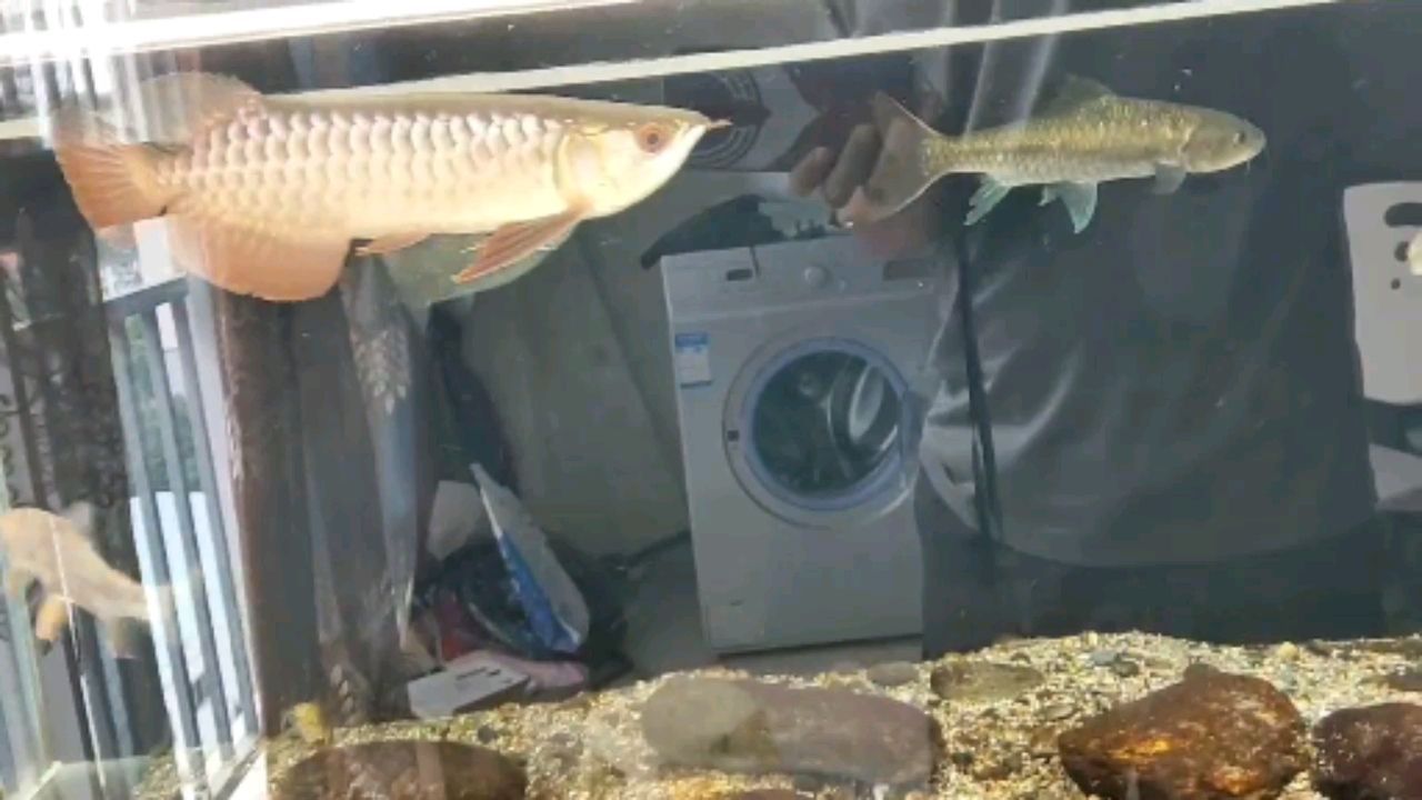 鄭州觀賞魚市場(chǎng)李亞四古典過(guò)背給餌
