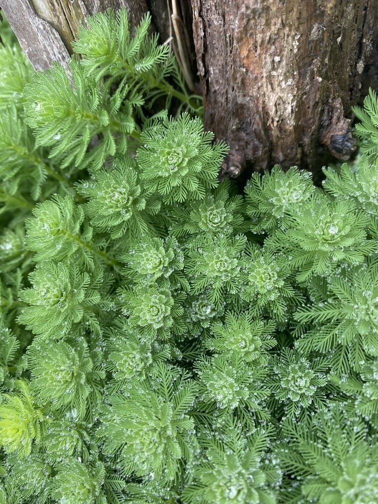 有被這狐貍尾巴誘惑到~ 有被這狐貍尾巴誘惑到~ 龍魚論壇 第1張