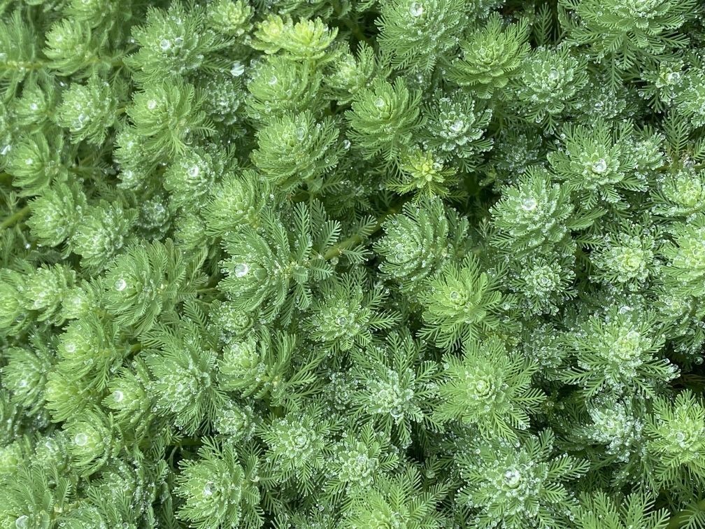 有被這狐貍尾巴誘惑到~ 有被這狐貍尾巴誘惑到~ 龍魚論壇 第2張