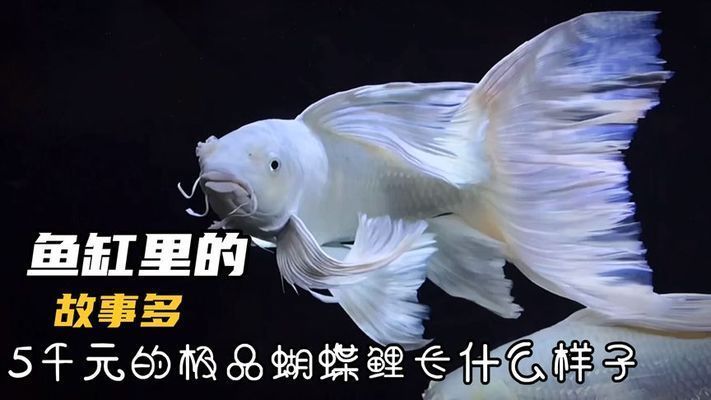 蝴蝶鯉有沒有極品苗（蝴蝶鯉極品苗挑選技巧） 蝴蝶鯉有沒有極品苗（蝴蝶鯉極品苗挑選技巧） 蝴蝶鯉百科 第1張