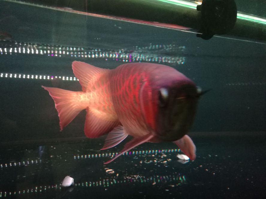 荊州水族館孟吉爾小孟發(fā)色杠杠的 廣州孟吉爾 第4張 荊州水族館孟吉爾小孟發(fā)色杠杠的 荊州水族館孟吉爾小孟發(fā)色杠杠的 廣州孟吉爾 第4張