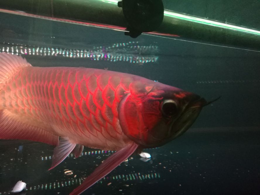 荊州水族館孟吉爾小孟發(fā)色杠杠的 廣州孟吉爾 第5張 荊州水族館孟吉爾小孟發(fā)色杠杠的 荊州水族館孟吉爾小孟發(fā)色杠杠的 廣州孟吉爾 第5張