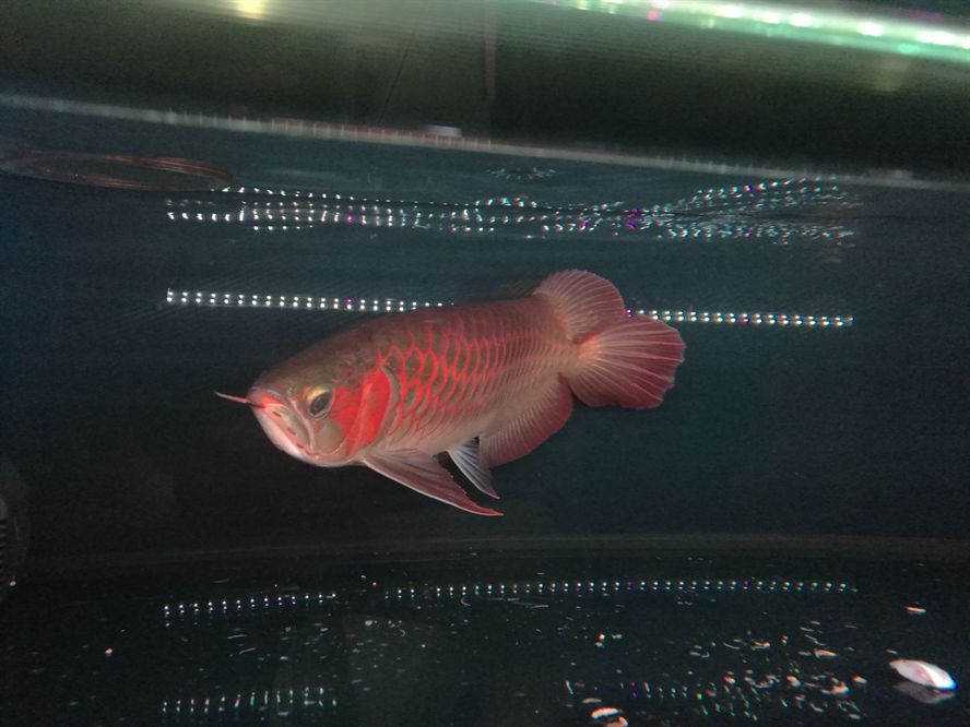 荊州水族館孟吉爾小孟發(fā)色杠杠的 廣州孟吉爾 第6張 荊州水族館孟吉爾小孟發(fā)色杠杠的 荊州水族館孟吉爾小孟發(fā)色杠杠的 廣州孟吉爾 第6張