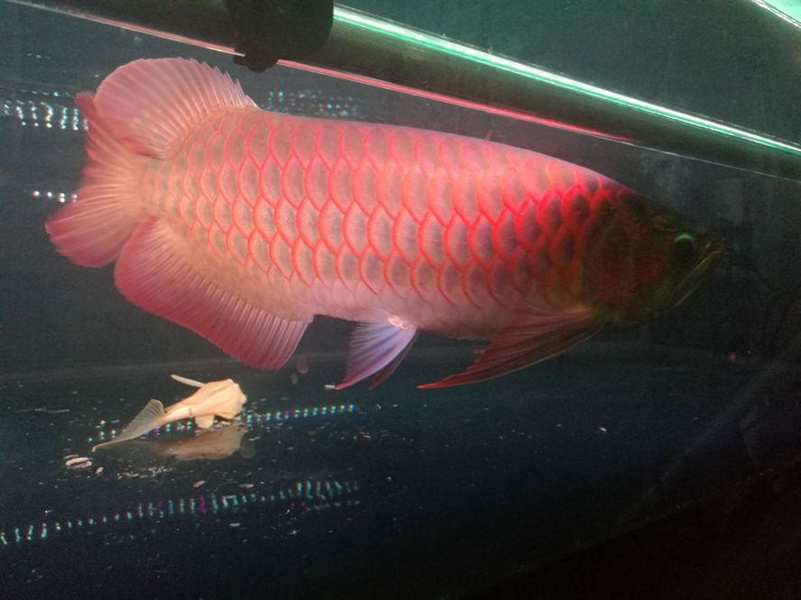 荊州水族館孟吉爾小孟發(fā)色杠杠的 廣州孟吉爾 第7張 荊州水族館孟吉爾小孟發(fā)色杠杠的 荊州水族館孟吉爾小孟發(fā)色杠杠的 廣州孟吉爾 第7張