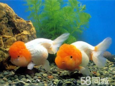 淡水大型觀賞魚品種（淡水大型觀賞魚品種：淡水大型觀賞魚品種：荷蘭鳳凰魚）
