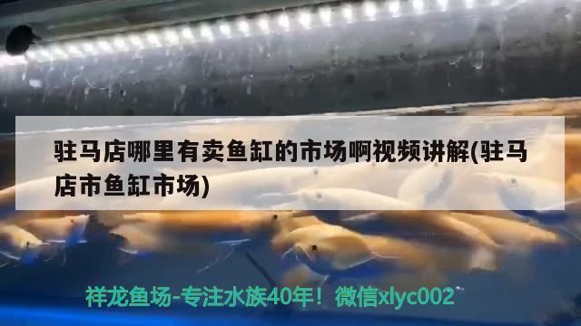 駐馬店哪里有賣魚缸的市場啊視頻講解(駐馬店市魚缸市場)
