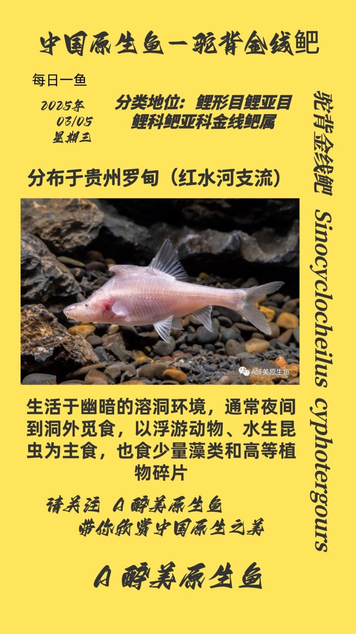駝背金線鲃