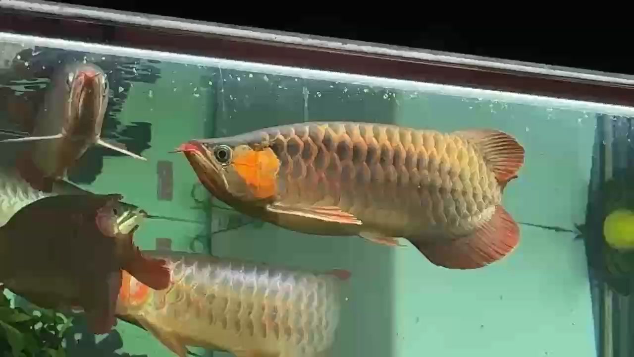這條看的有點小歡喜。 這條看的有點小歡喜。 龍魚論壇