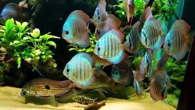 大魚缸里放什么好看（大魚缸的裝飾應該如何考慮？） 大魚缸里放什么好看（大魚缸的裝飾應該如何考慮？） 貝因美 第1張