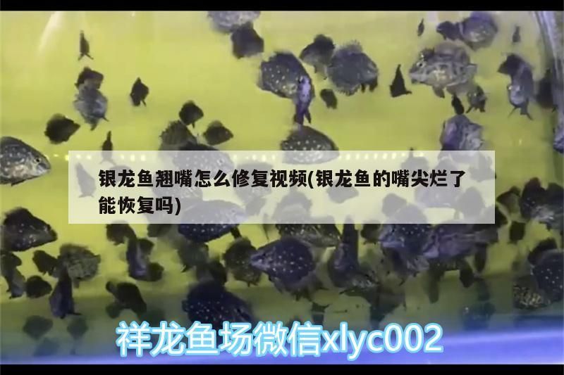 銀龍魚翹嘴怎么修復(fù)視頻(銀龍魚的嘴尖爛了能恢復(fù)嗎)