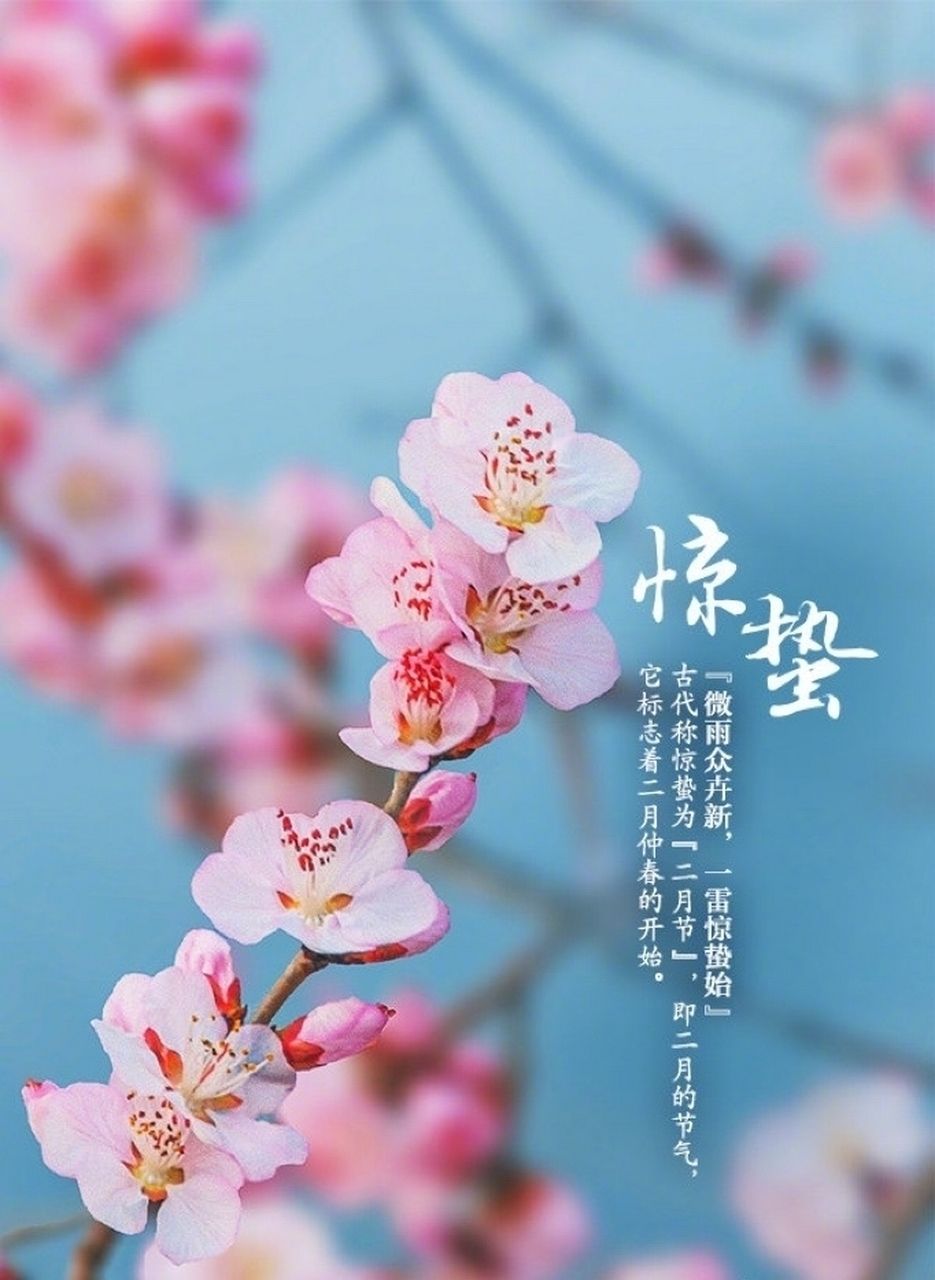 今日驚蟄 龍魚論壇 第2張 今日驚蟄 今日驚蟄 龍魚論壇 第2張