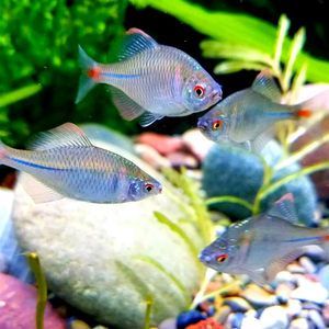 觀賞魚去哪買比較好的(觀賞魚養(yǎng)殖技術(shù)揭秘) 龍魚之家 第1張 觀賞魚去哪買比較好的(觀賞魚養(yǎng)殖技術(shù)揭秘) 觀賞魚去哪買比較好的(觀賞魚養(yǎng)殖技術(shù)揭秘) 龍魚之家 第1張