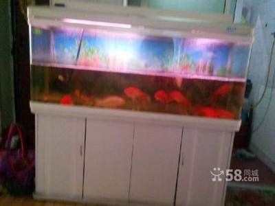 觀賞魚去哪買比較好的(觀賞魚養(yǎng)殖技術(shù)揭秘) 龍魚之家 第4張 觀賞魚去哪買比較好的(觀賞魚養(yǎng)殖技術(shù)揭秘) 觀賞魚去哪買比較好的(觀賞魚養(yǎng)殖技術(shù)揭秘) 龍魚之家 第4張