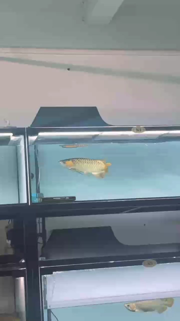 典型的飛蛾撲火 典型的飛蛾撲火 龍魚論壇