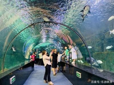 水族館屬于什么分類：極地海洋世界特色展覽,水族館科研項目案例分析 水族館屬于什么分類：極地海洋世界特色展覽,水族館科研項目案例分析 水族館百科（水族館加盟） 第4張