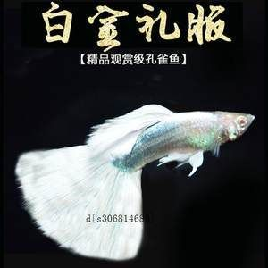 白金孔雀魚（白金孔雀魚的品系特點） 白金孔雀魚（白金孔雀魚的品系特點） 印尼大湖漁場產業聯盟 第4張