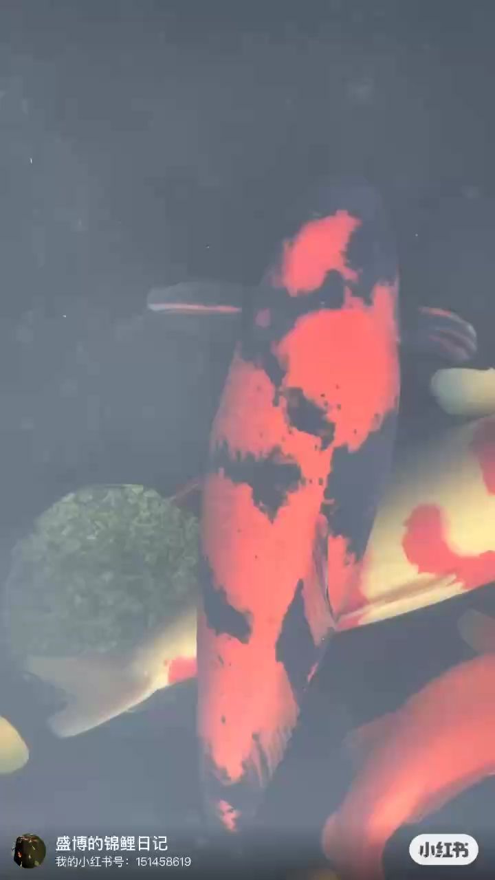 這些魚(yú)怎么樣