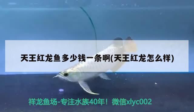 天王紅龍魚多少錢一條啊(天王紅龍怎么樣) 天王紅龍魚多少錢一條啊(天王紅龍怎么樣) 天王紅龍
