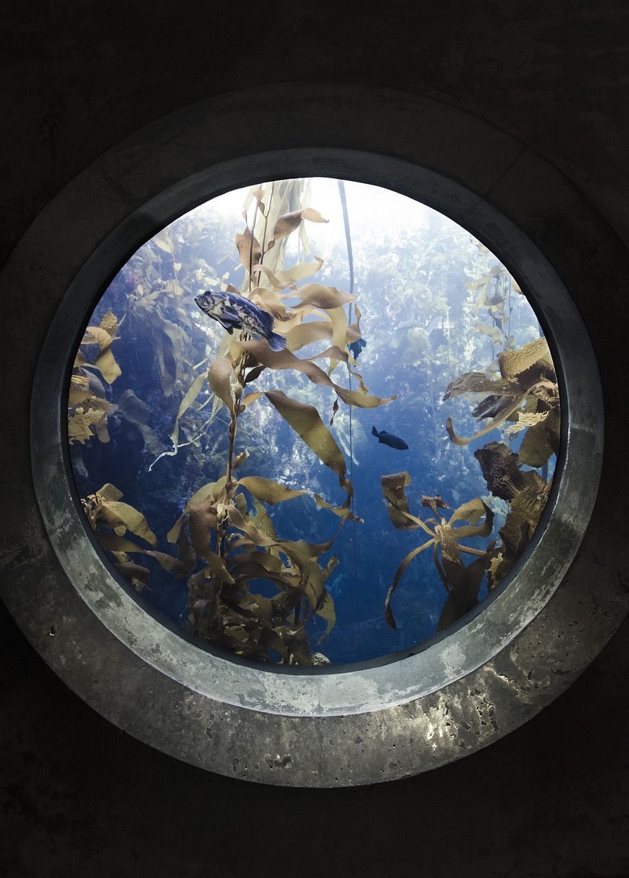 南陽(yáng)二手魚缸交易市場(chǎng)在哪里啊電話 南陽(yáng)市魚缸批發(fā)市場(chǎng)