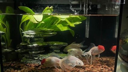 蝴蝶鯉幾個月能長成(蝴蝶鯉生長速度受品種、飼養條件、營養攝入等因素影響) 蝴蝶鯉百科 第1張 蝴蝶鯉幾個月能長成(蝴蝶鯉生長速度受品種、飼養條件、營養攝入等因素影響) 蝴蝶鯉幾個月能長成(蝴蝶鯉生長速度受品種、飼養條件、營養攝入等因素影響) 蝴蝶鯉百科 第1張
