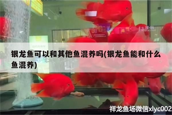 銀龍魚可以和其他魚混養嗎(銀龍魚能和什么魚混養)