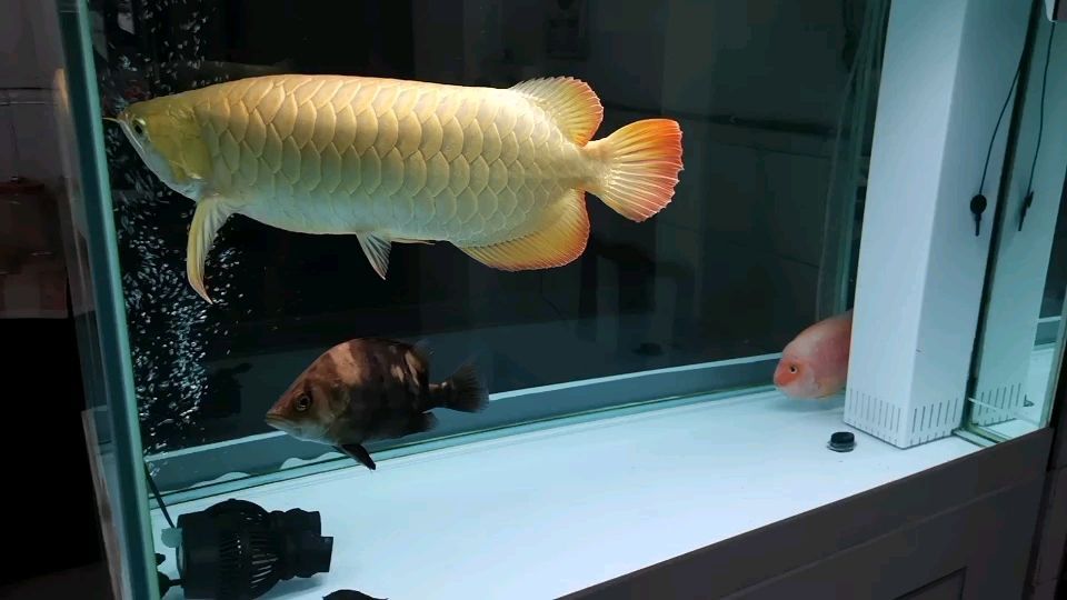 詳細(xì)閱讀:吉印龍魚燈怎么樣( 吉印燈能潛水嗎) 吉印龍魚燈怎么樣( 吉印燈能潛水嗎)