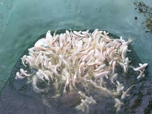 玉石龍魚圖片大全大圖：探秘玉石龍魚，圖片背后的斑斕世界