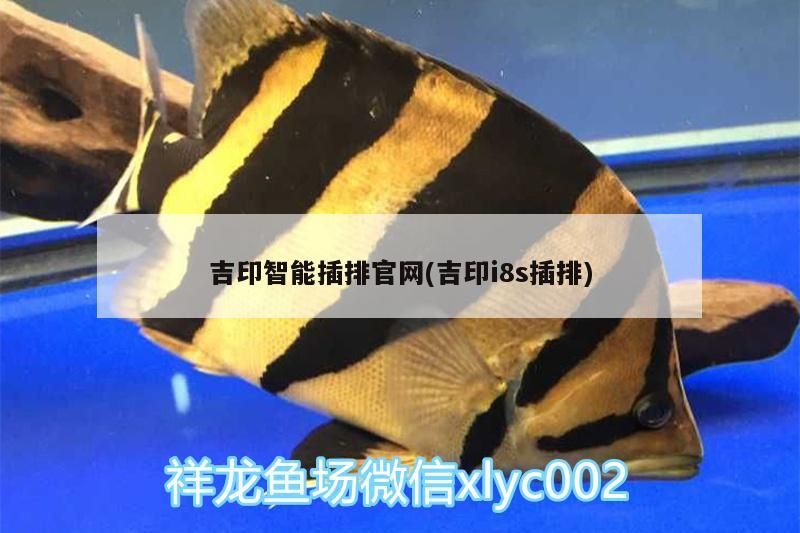 給大魚缸換水的作文:體驗給大魚缸換水的樂趣:體驗給大魚缸換水:給大魚缸換水的作文 吉印智能插排官網(吉印i8s插排) 吉印水族 吉印智能插排官網(吉印i8s插排) 吉印智能插排官網(吉印i8s插排) 吉印水族