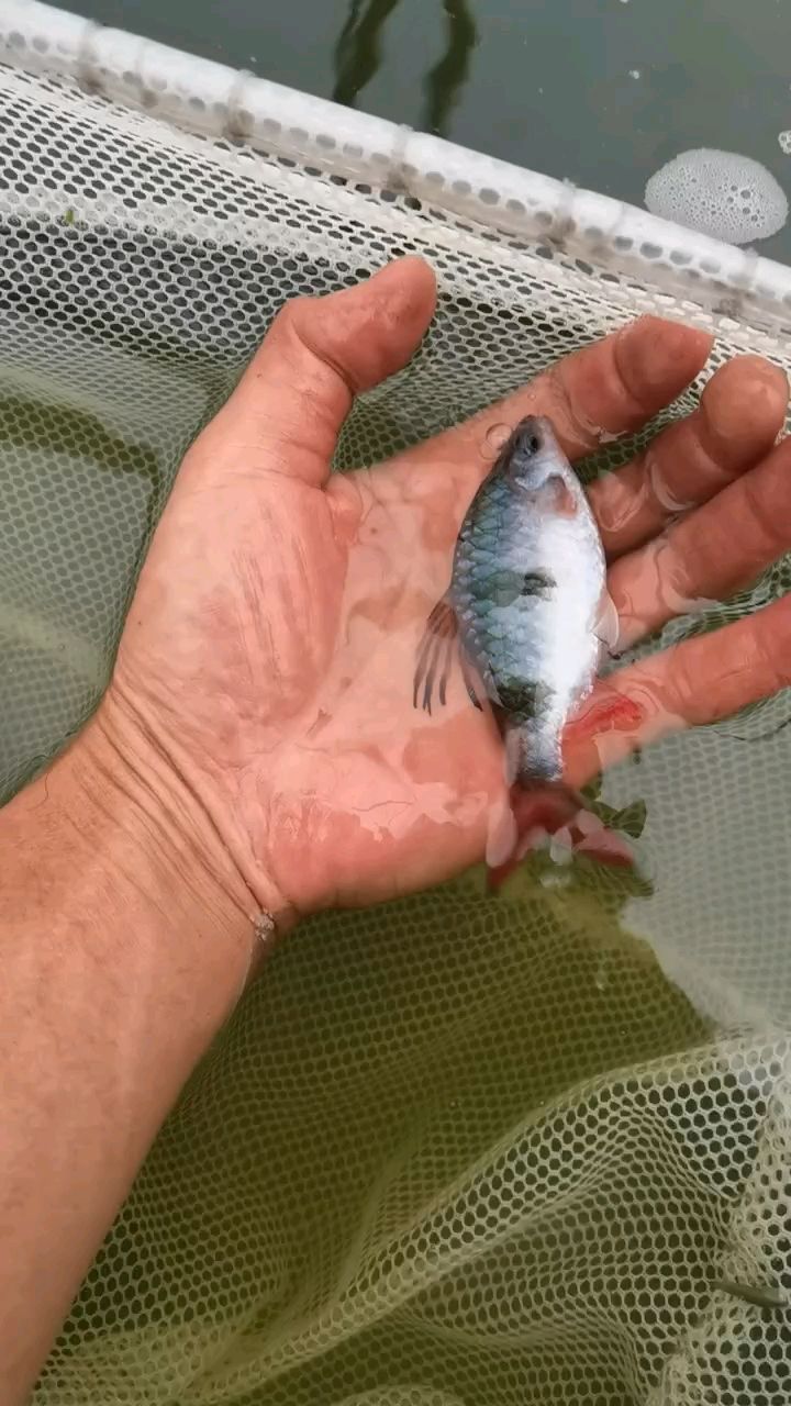 道金斯鲃