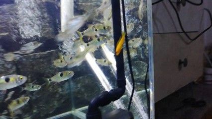 虎魚吃食階段：幼年的虎魚吃食階段與其年齡密切相關，虎魚吃食階段與其年齡密切 虎魚吃食階段：幼年的虎魚吃食階段與其年齡密切相關，虎魚吃食階段與其年齡密切 虎魚百科 第3張