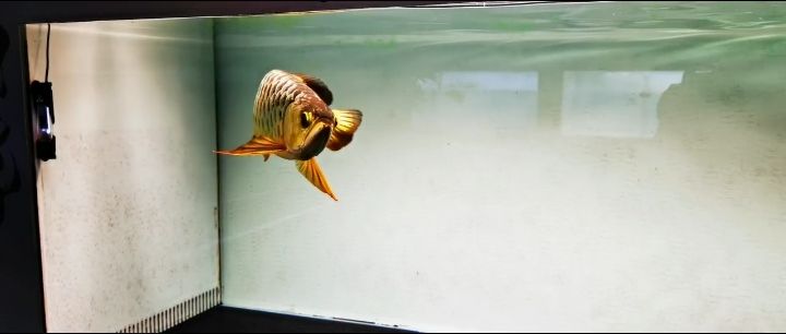 龍魚干蝦有營養(yǎng)嗎 觀賞價值不等于市場價值 龍魚論壇 觀賞價值不等于市場價值 觀賞價值不等于市場價值 龍魚論壇