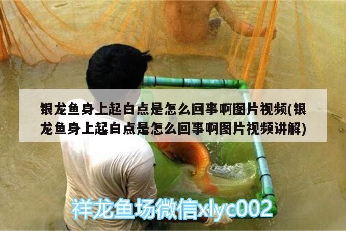 銀龍魚身上起白點是怎么回事啊圖片視頻(銀龍魚身上起白點是怎么回事啊圖片視頻講解) 銀龍魚身上起白點是怎么回事啊圖片視頻(銀龍魚身上起白點是怎么回事啊圖片視頻講解) 銀龍魚百科