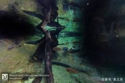 魟魚最低溫度能活多久啊視頻教學：魟魚最低溫度能活多久