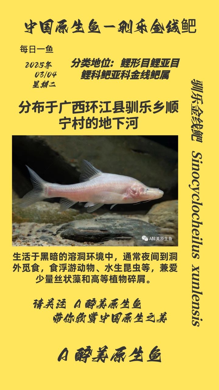 馴樂金線鲃