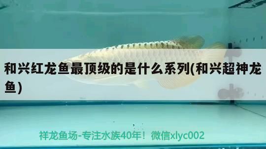 魚缸用增氧泵價格是多少:魚缸增氧機-xtrac增氧機-xtrac增氧機 和興紅龍魚最頂級的是什么系列(和興超神龍魚) 和興紅龍 和興紅龍魚最頂級的是什么系列(和興超神龍魚) 和興紅龍魚最頂級的是什么系列(和興超神龍魚) 和興紅龍
