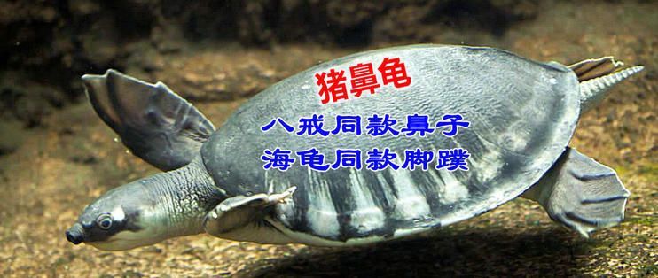 豬鼻龜最適宜溫度 豬鼻龜百科 第5張 豬鼻龜最適宜溫度 豬鼻龜最適宜溫度 豬鼻龜百科 第5張