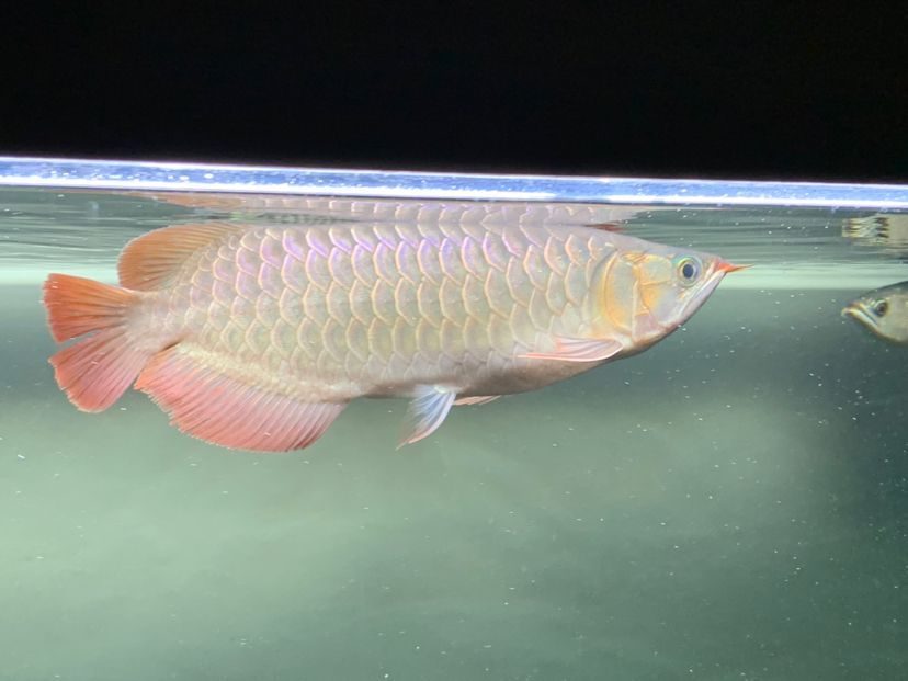 混養之樂趣龍魚圈 混養之樂趣龍魚圈 錦鯉魚百科 第4張
