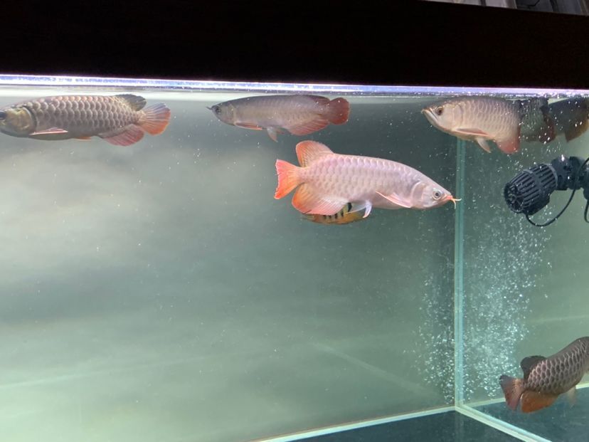 混養之樂趣龍魚圈 混養之樂趣龍魚圈 錦鯉魚百科 第5張