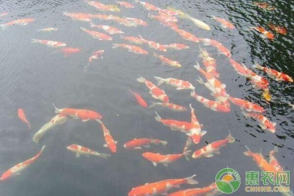 玉石龍魚擺件與生肖有關嗎圖片：玉石龍魚擺件與生肖的神秘關聯